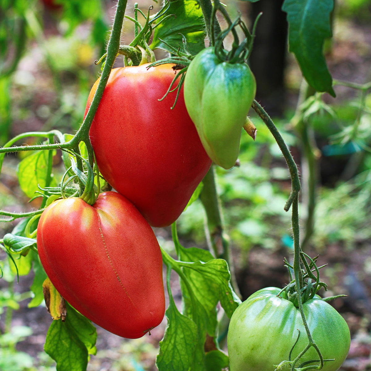 Plant Tomate Coeur de Boeuf - Bakker