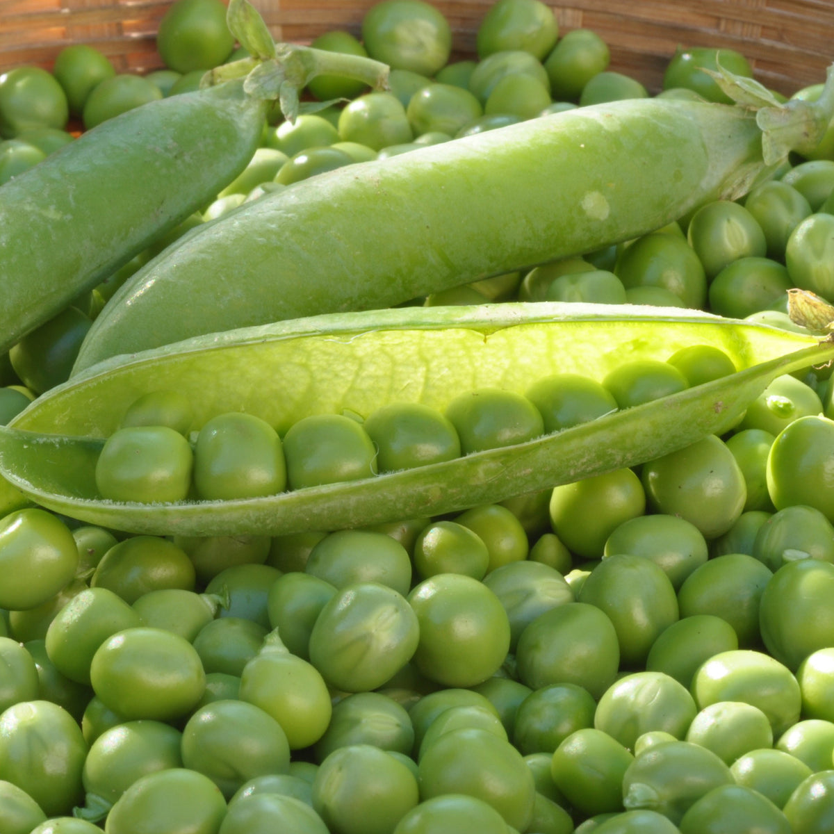 Pois ridé nain Merveille de Kelvedon - Pisum sativum merveille de kelvedon - Bakker