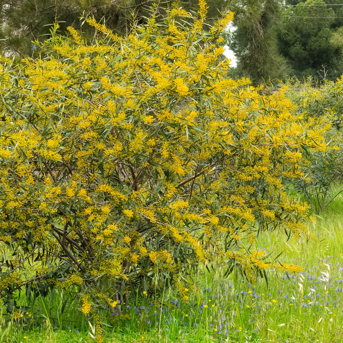 Arbustes - Mimosa des 4 saisons - Acacia retinodes