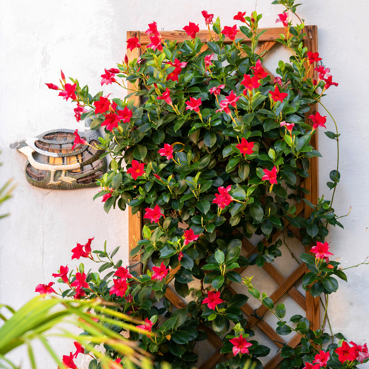 Jasmin du Chili - Mandevilla - Dipladénia rouge - Dipladenia - Mandevilla
