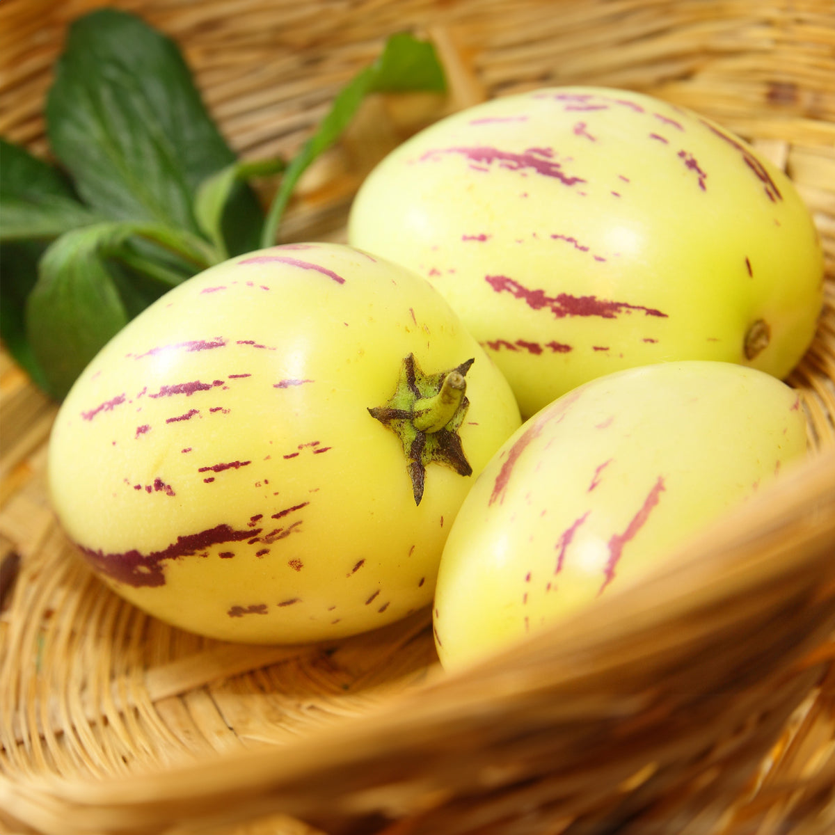 Vente Poire-melon - Solanum muricatum