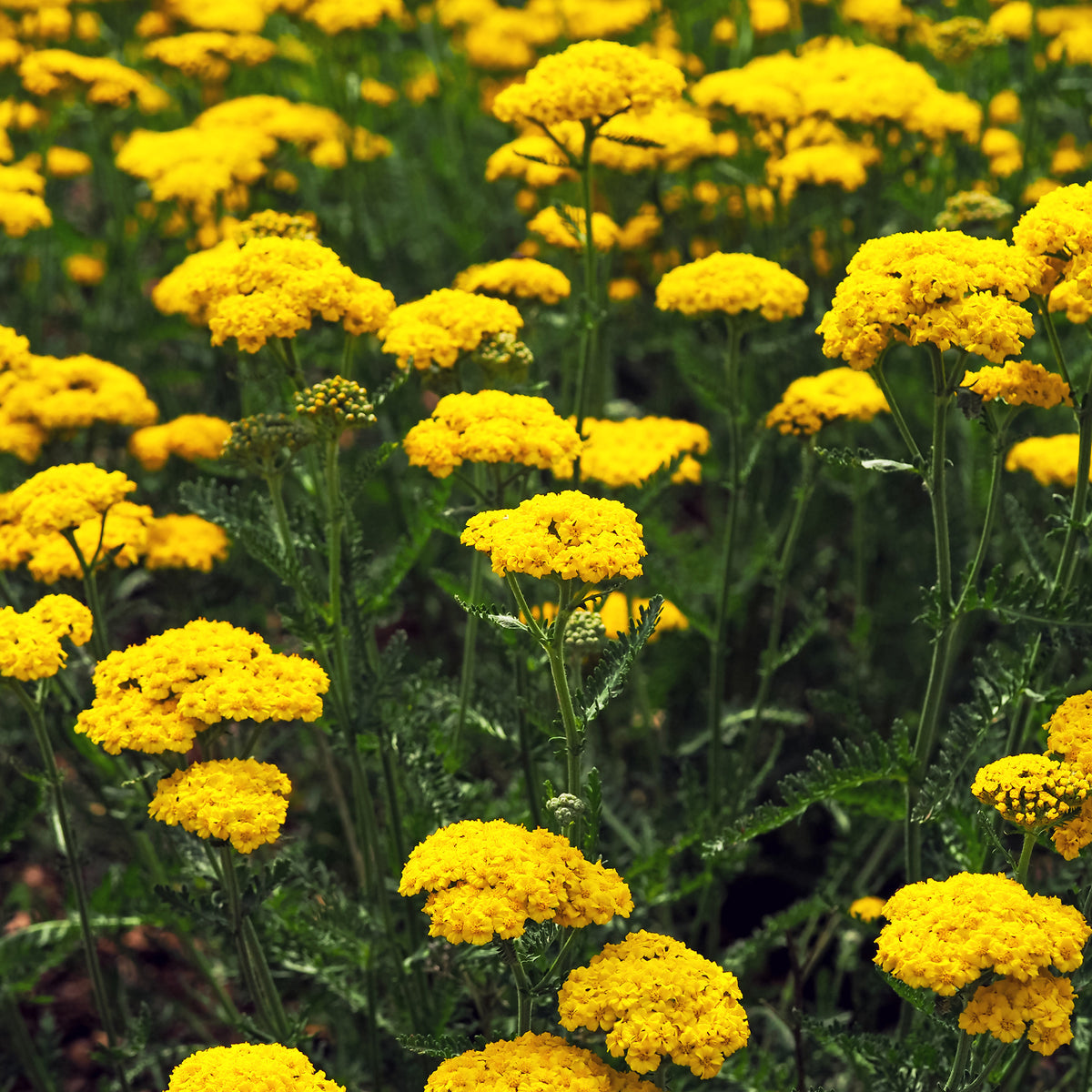 Vente Massif de 50 plantes vivaces assorties - Superficie environ 6 m² - Delphinium, Phlox, Liatris, Gypsophila, Rudbeckia, Physostegia, Astilbe, Achillea