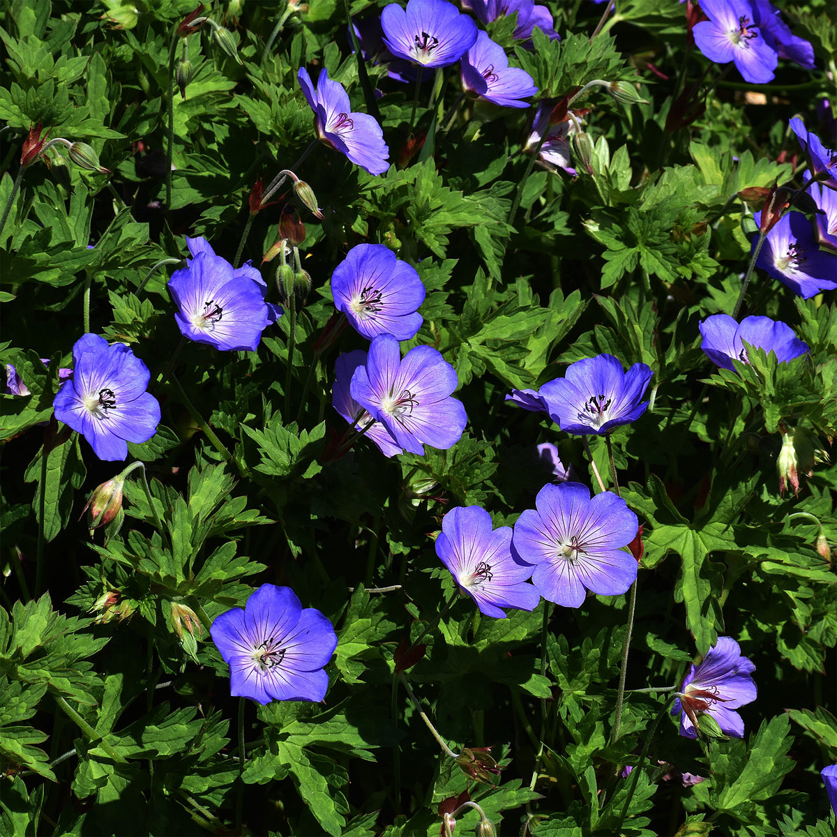 Géranium vivace bleu de l'Himalaya - Géraniums - Bakker