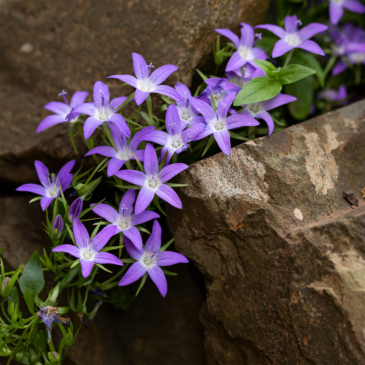 Vente Campanule des murets - Campanula poscharskyana