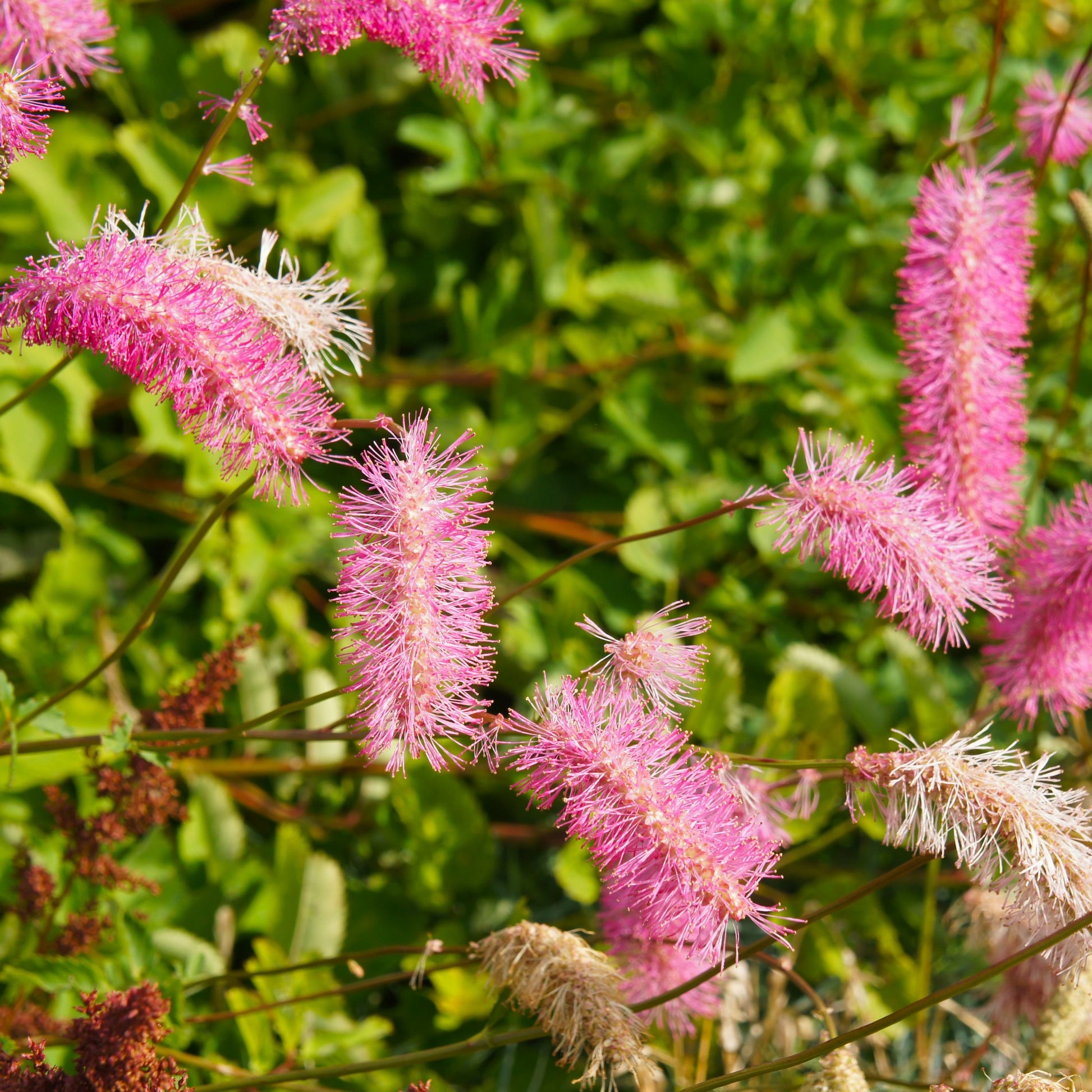 Plantes à fleurs - Collection de Pimprenelles et de Veroniques - Sanguisorba obtusa, Veronicastrum virginicum Cupid