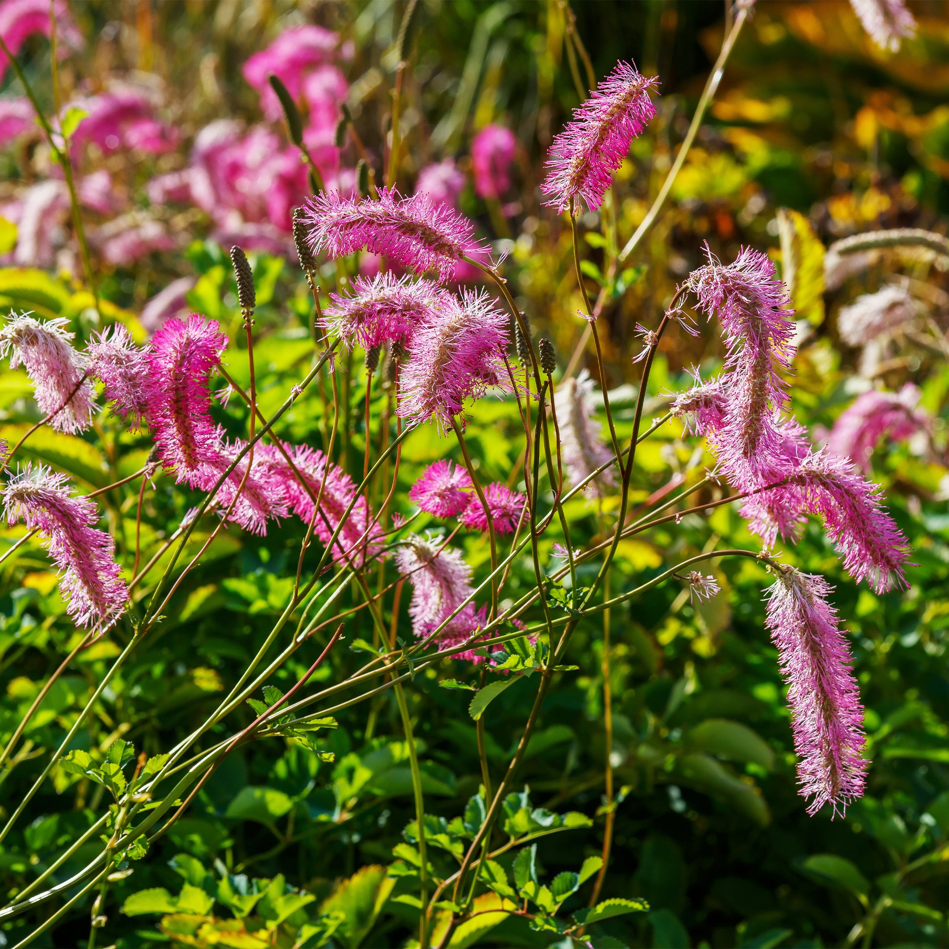 Sanguisorba obtusa, Veronicastrum virginicum Cupid - Collection de Pimprenelles et de Veroniques - Plantes à fleurs
