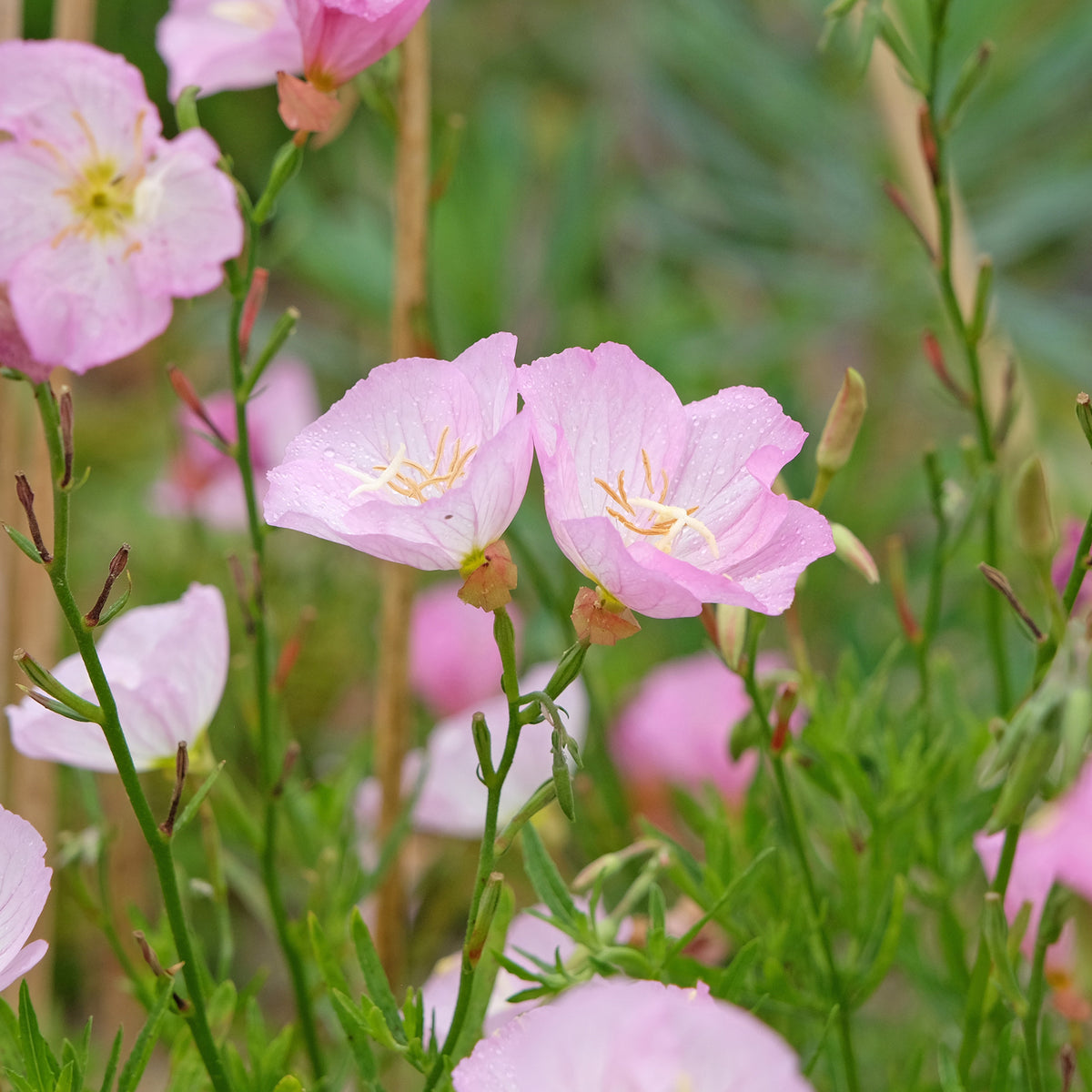 2 Oenothères roses Siskiyou Pink - Oenothera speciosa Siskiyou Pink - Bakker