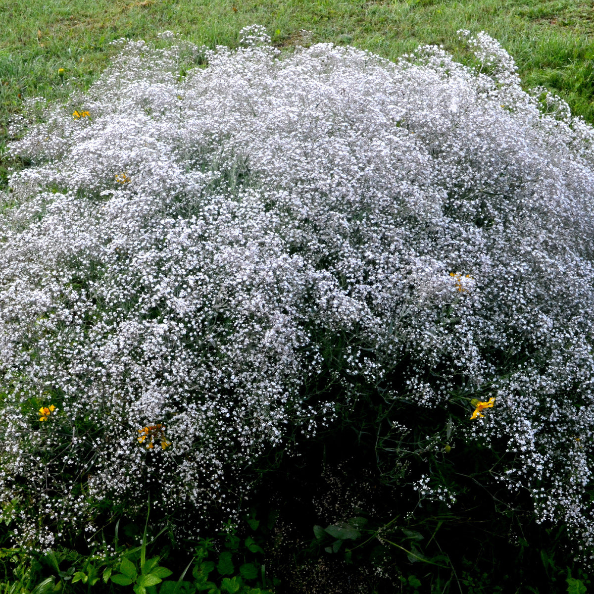 3 Gypsophiles blanche - Gypsophila paniculata - Bakker