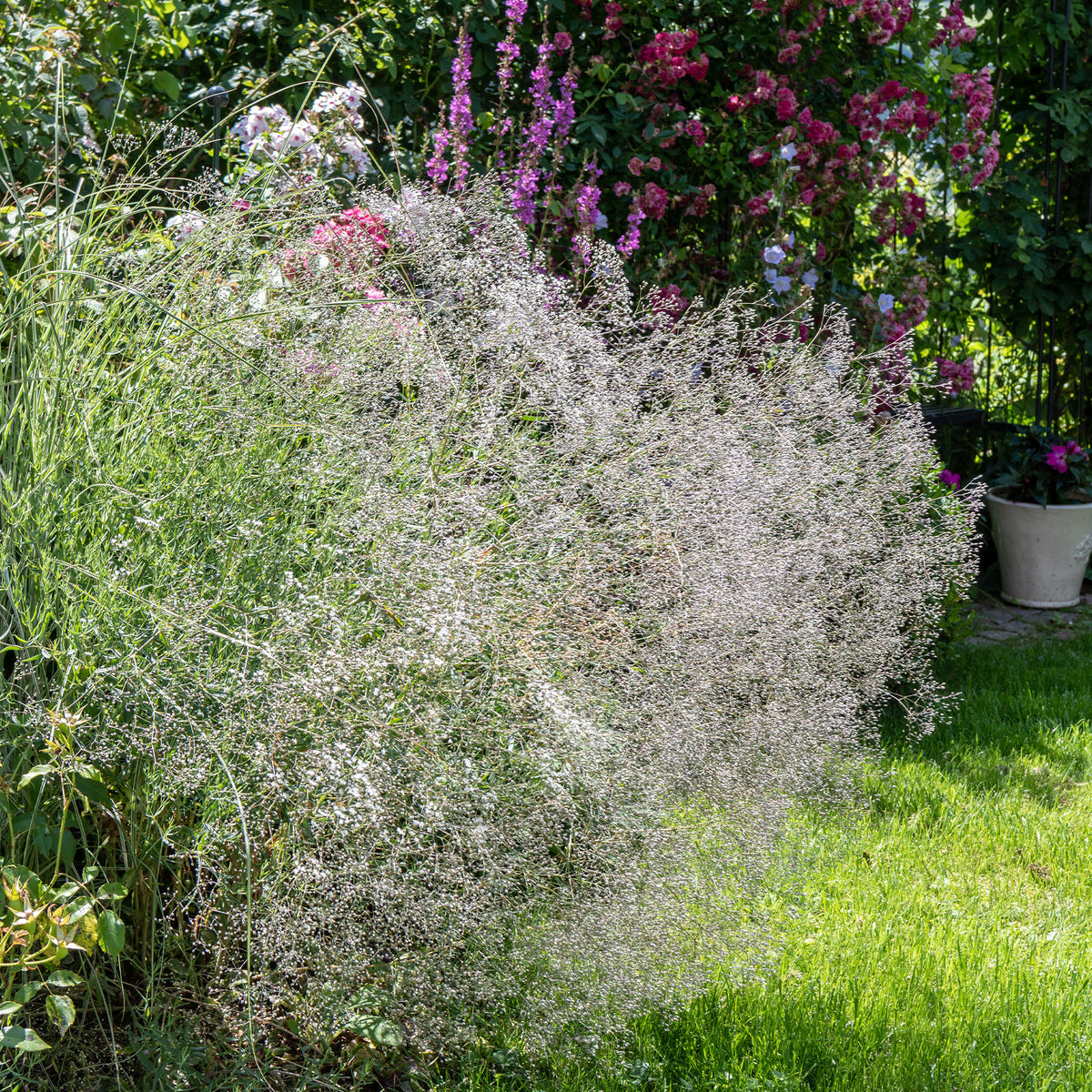 Vente 3 Gypsophiles blanche - Gypsophila paniculata
