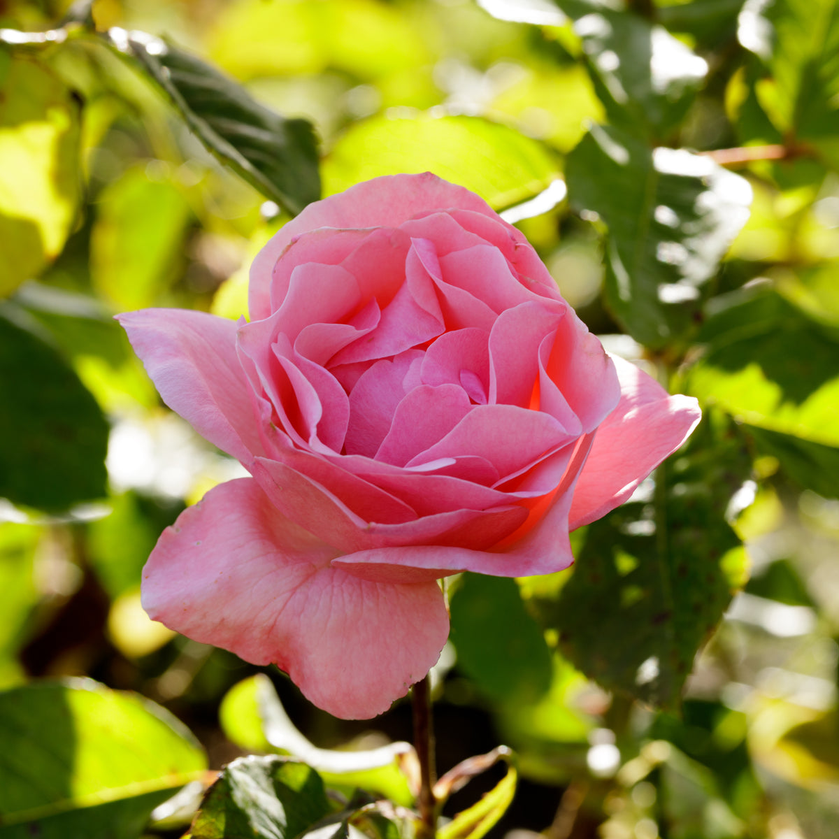 Rosiers - Rosier Queen Elisabeth - Rosa Queen Elisabeth