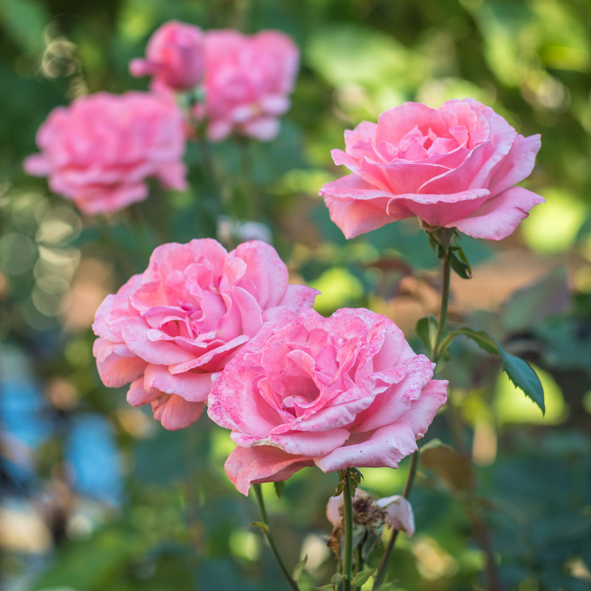 Rosier Queen Elisabeth - Rosa Queen Elisabeth - Bakker