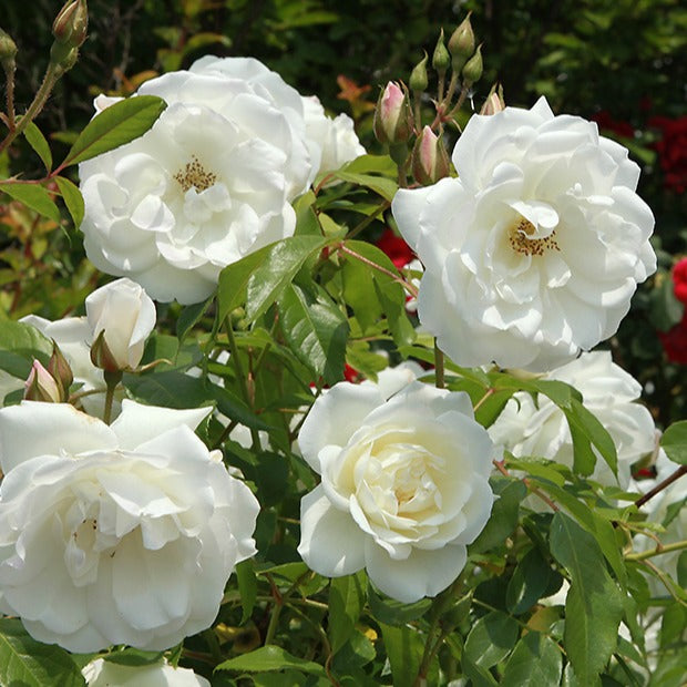 Rosier buisson Helga - Bakker