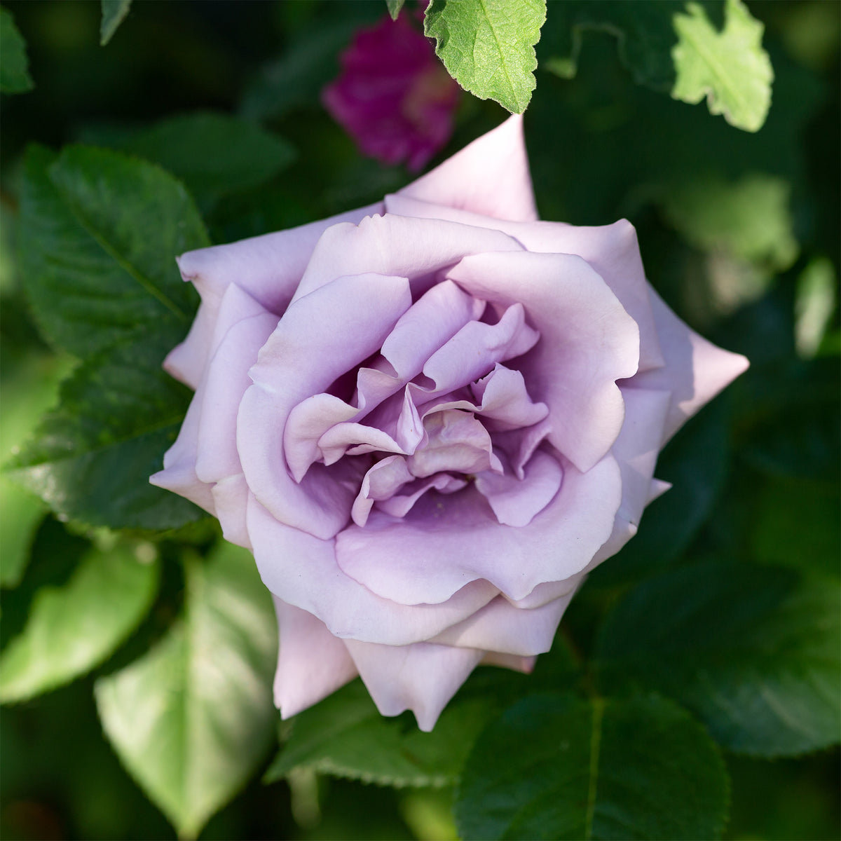 Rosier grimpant Indigoletta - Rosa indigoletta - Bakker
