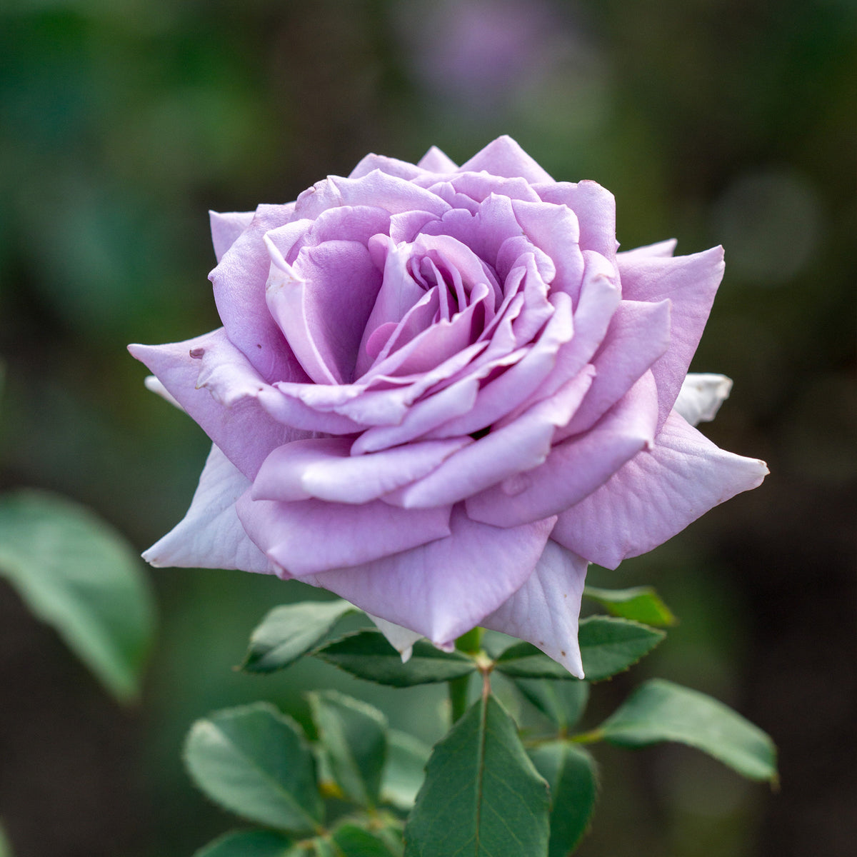 Rosier buisson violet - Bakker