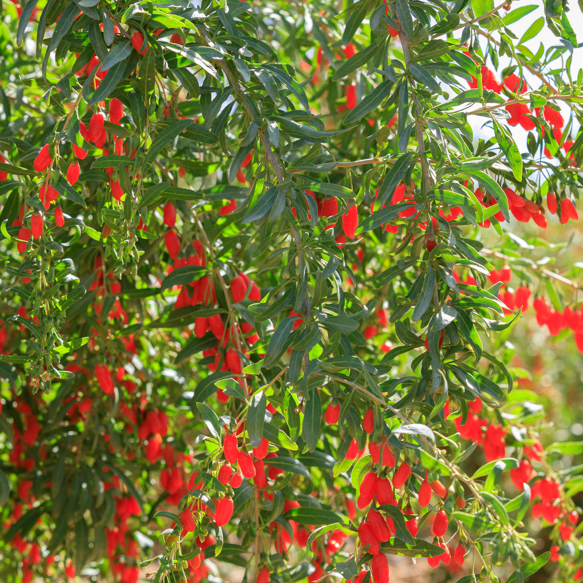 Autres arbres et arbustes fruitiers - Goji - Lycium barbarum