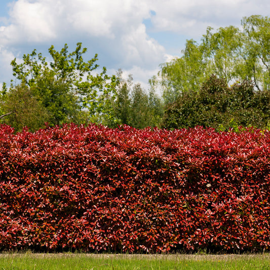 Haie de 3 Photinias Red Robin - Bakker