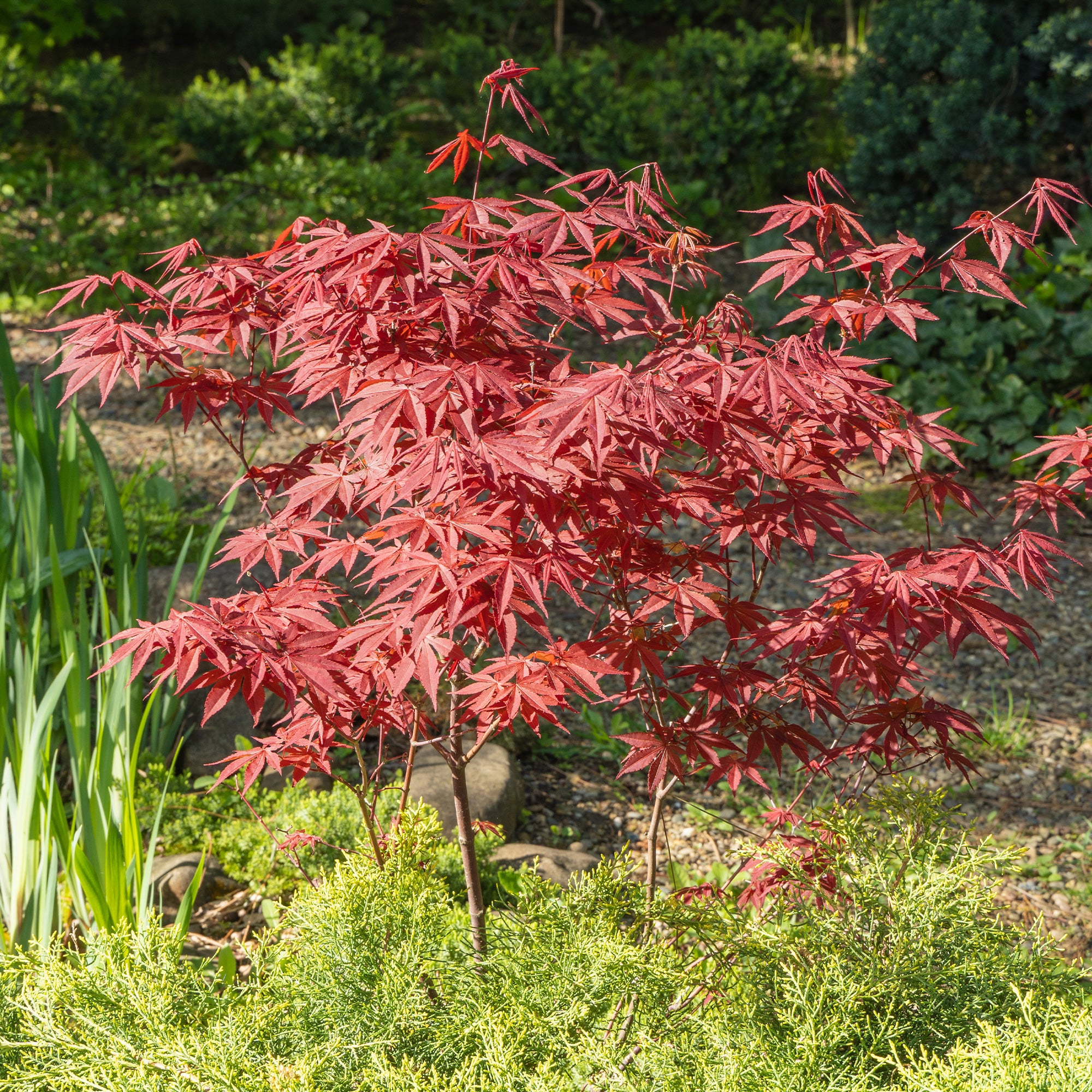 Érable Du Japon Pourpre Acer 'Atropurpureum' - Plante En Pot - Arbre Ornemental Jardin - Feuillage Violet