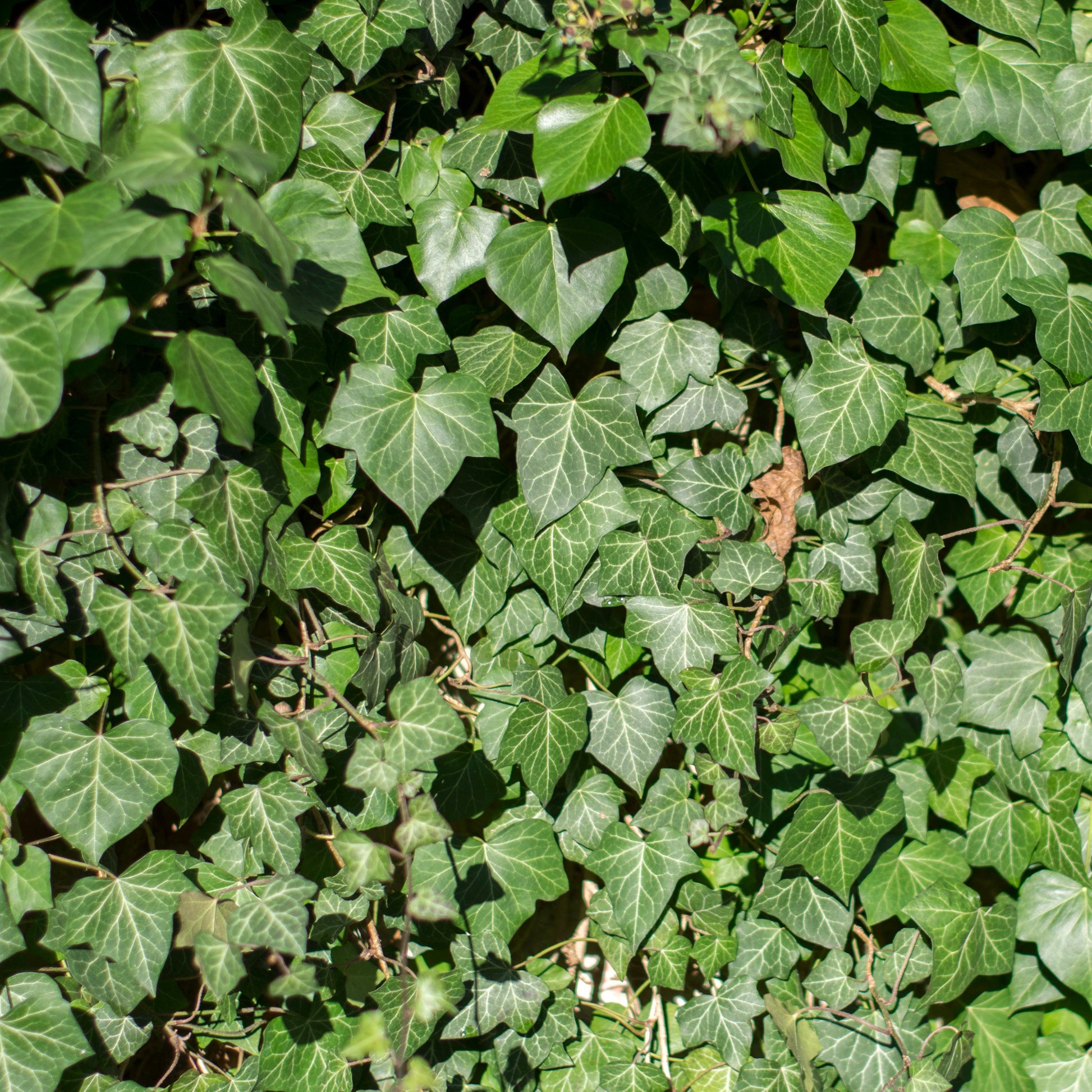 Hedera hibernica - 3 Lierres d'Irlande - Lierre grimpant - Hedera