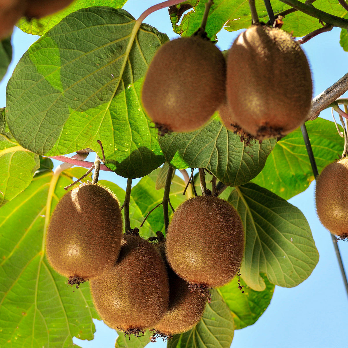 Kiwi autofertile 'Solissimo' - Bakker