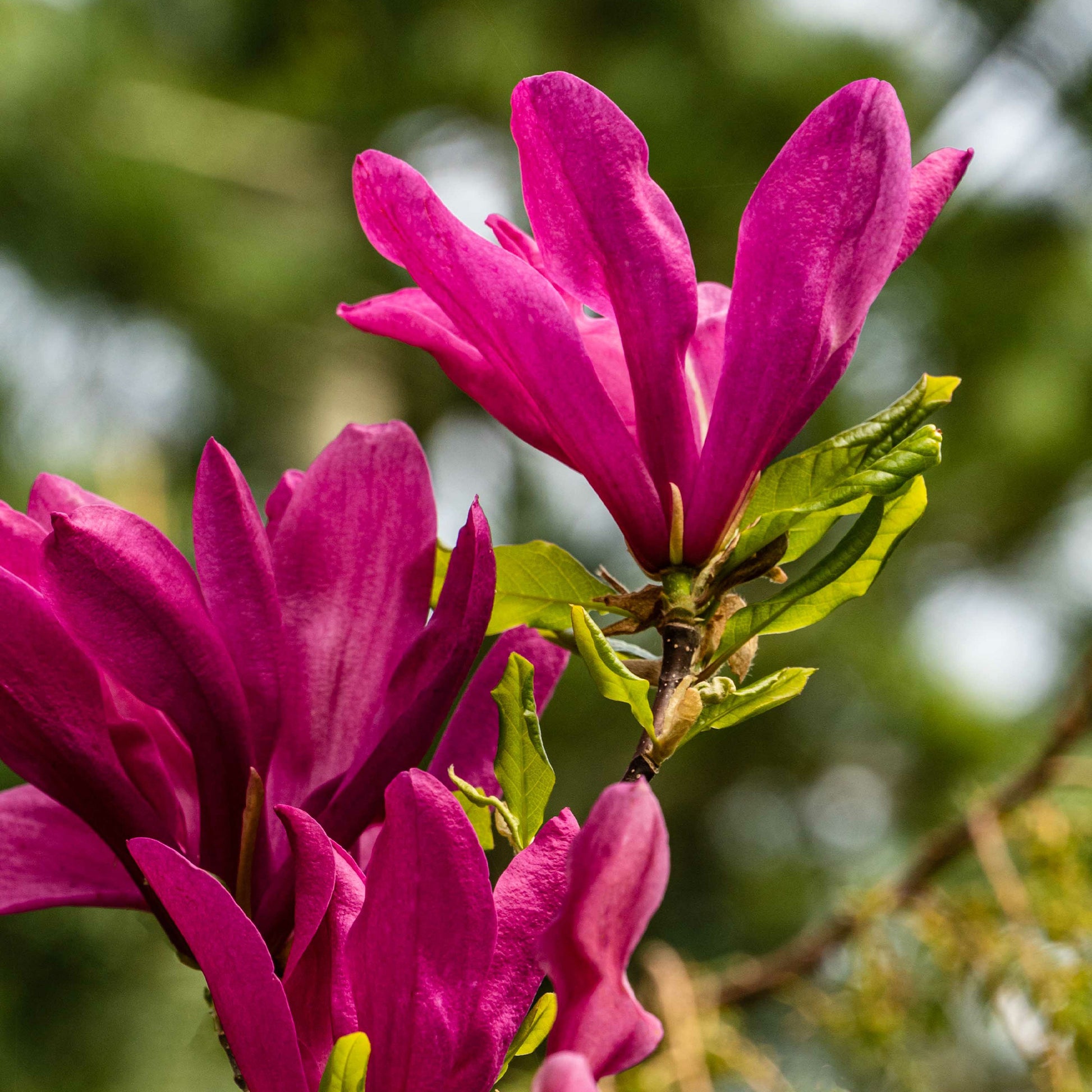 Magnolia - Magnolia Susan - Magnolia Susan