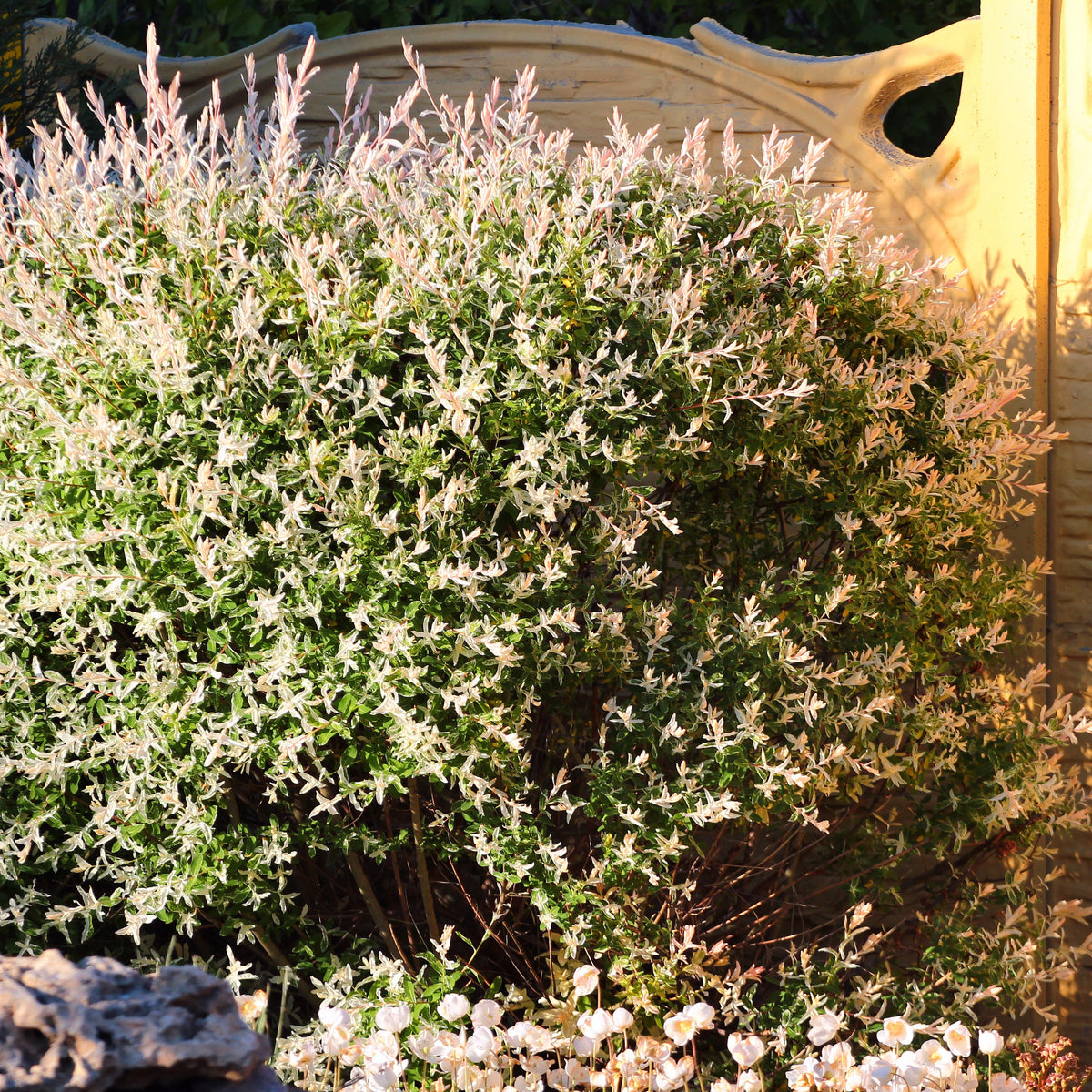 Saule Crevette en buisson - Bakker
