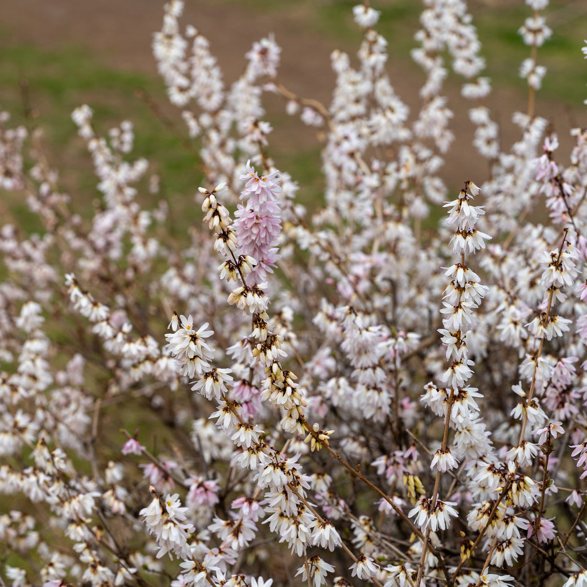 Forsythias blanc + rose - Abeliophyllum distichum - Bakker