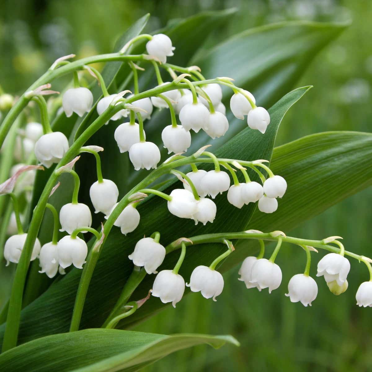 Collection de 9 Muguets : blanc, rose, géant de Bordeaux - Convallaria majalis - Bakker