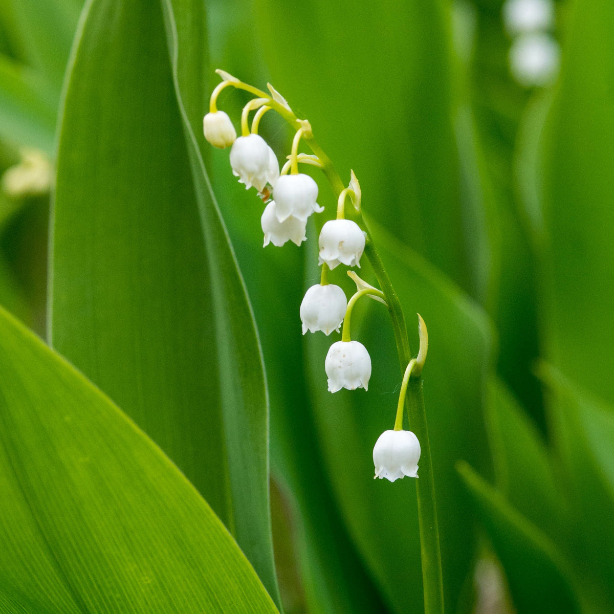 Convallaria majalis - Muguet blanc - Racines nues