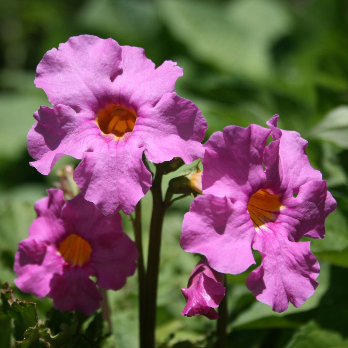 Vente Collection variée de 12 plantes vivaces - 2 m²