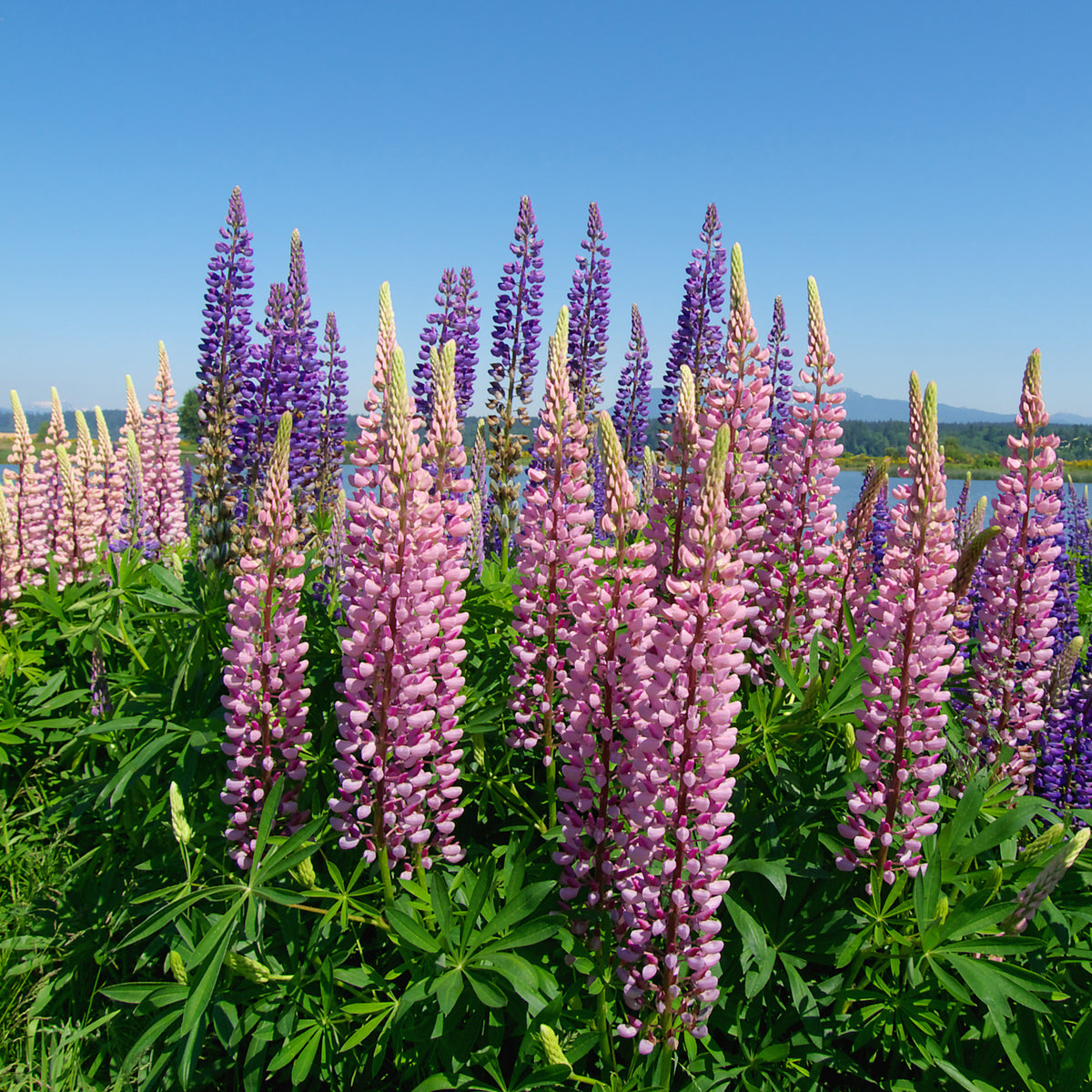 Vente Vivaces fleuries - Collection variée de 12 plantes vivaces - 2 m²