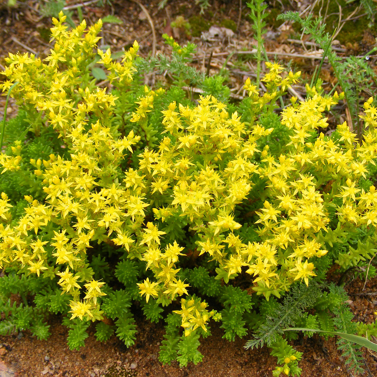 Vente Sedum acre, Hosta, Aster, Erigeron speciosus Rosa Jewel, Delphinium, Phlox paniculata, Thymus serpyllum, Sedum spurium, Incarvillea Delavayi, Achillea , Gypsophila paniculata, Lupinus - Collection variée de 12 plantes vivaces - 2 m²