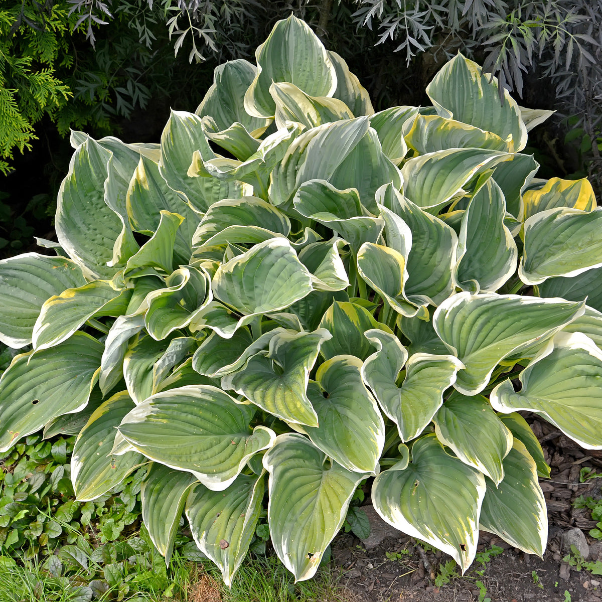 Collection variée de 12 plantes vivaces - 2 m² - Bakker