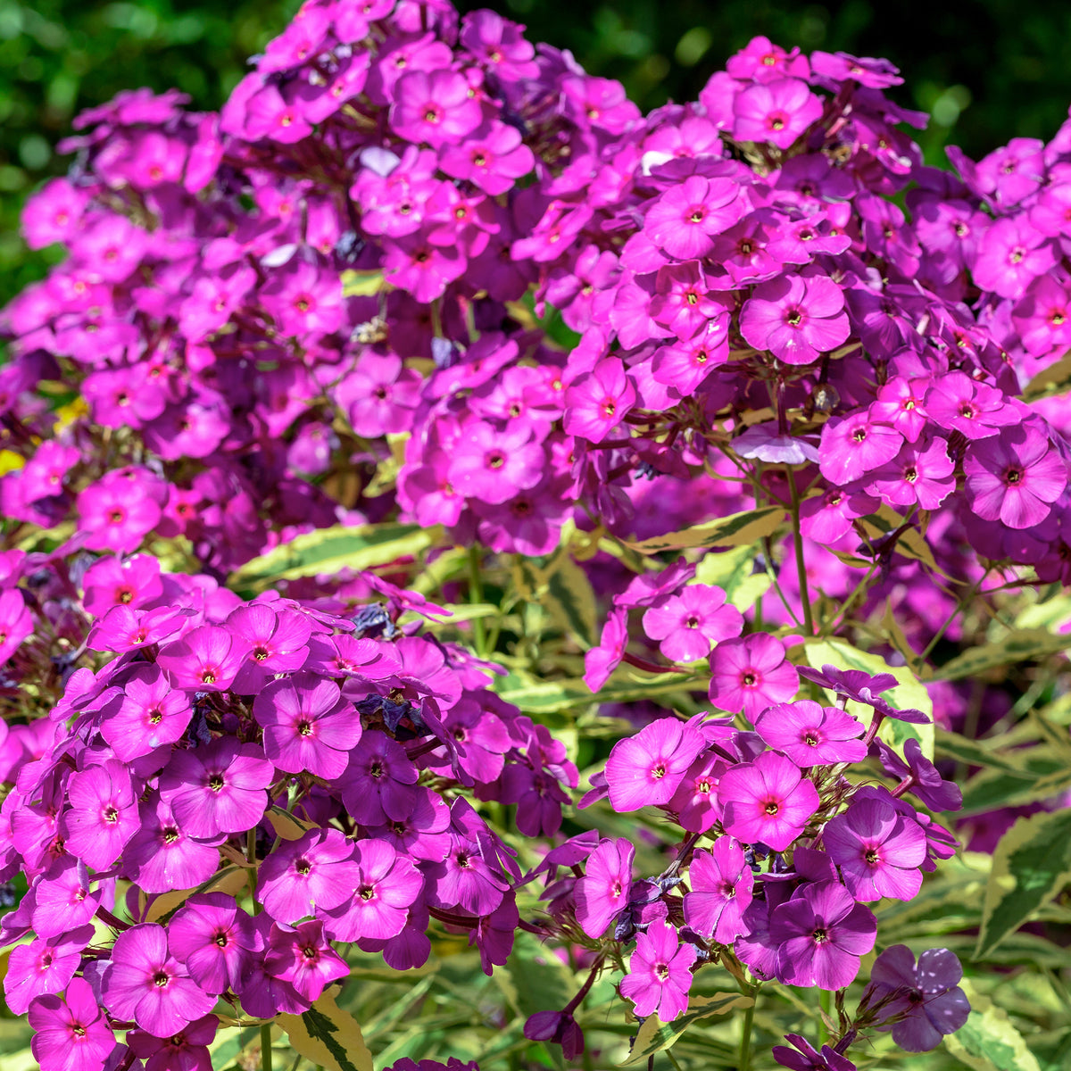 Collection variée de 12 plantes vivaces - 2 m² - Bakker