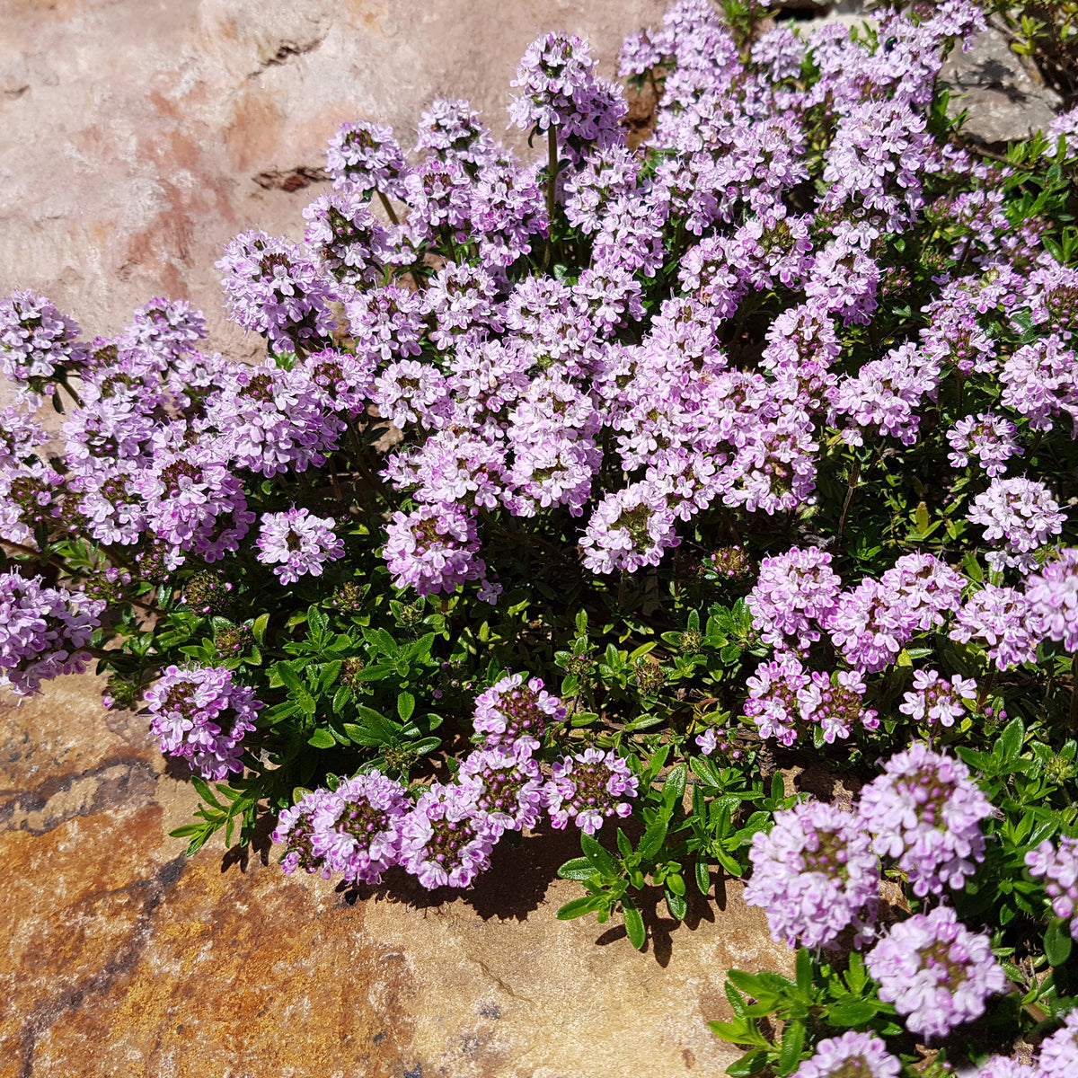Vivaces fleuries - Collection variée de 12 plantes vivaces - 2 m² - Sedum acre, Hosta, Aster, Erigeron speciosus Rosa Jewel, Delphinium, Phlox paniculata, Thymus serpyllum, Sedum spurium, Incarvillea Delavayi, Achillea , Gypsophila paniculata, Lupinus