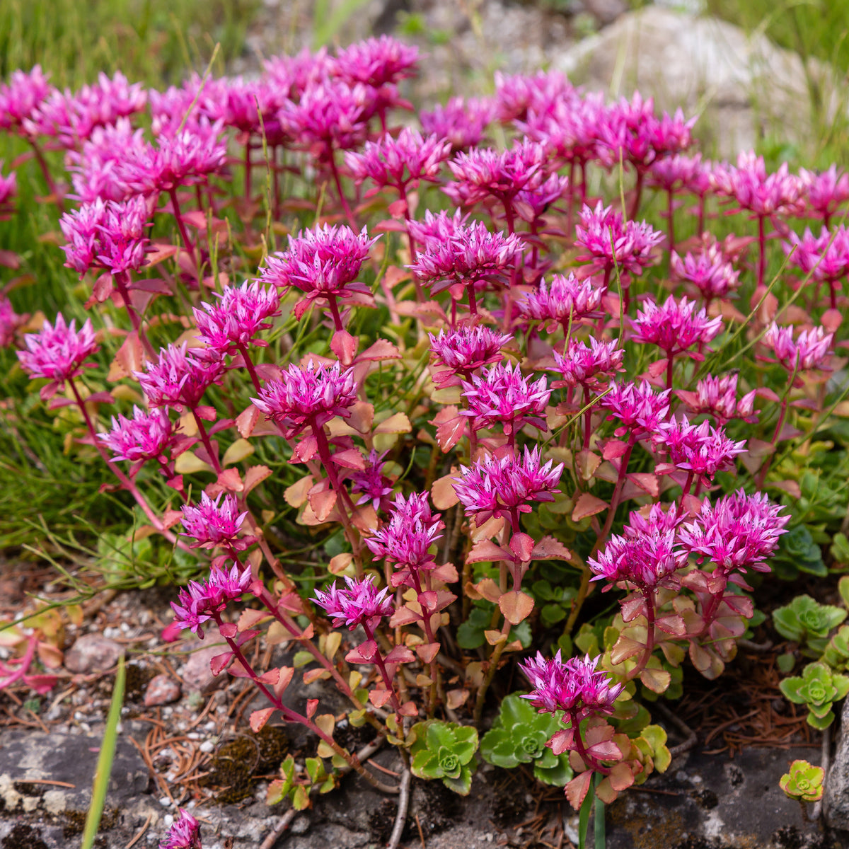 Vente Collection variée de 12 plantes vivaces - 2 m² - Sedum acre, Hosta, Aster, Erigeron speciosus Rosa Jewel, Delphinium, Phlox paniculata, Thymus serpyllum, Sedum spurium, Incarvillea Delavayi, Achillea , Gypsophila paniculata, Lupinus