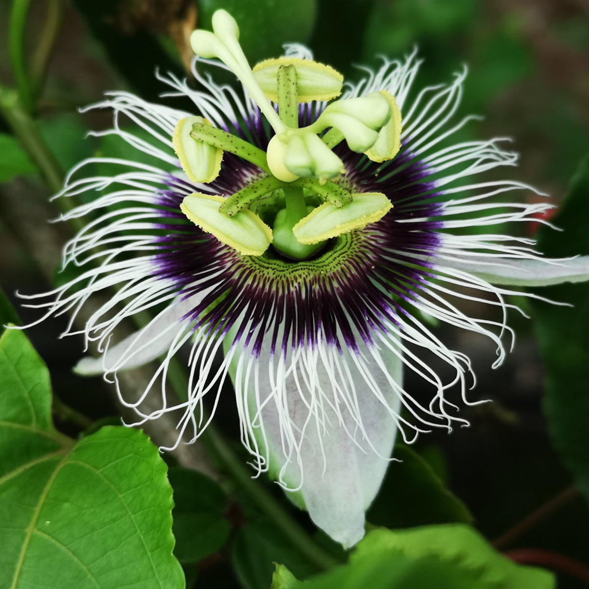 Fruit de la passion Frederick - Passiflora edulis frederick - Bakker