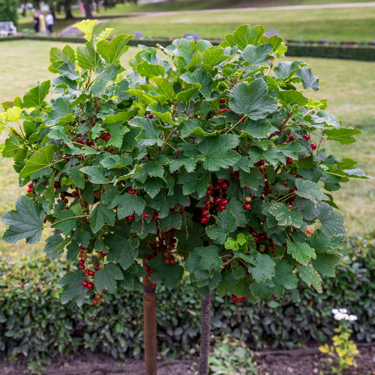 Vente Groseillier rouge sur tige - Ribes rubrum Jonkheer van Tets