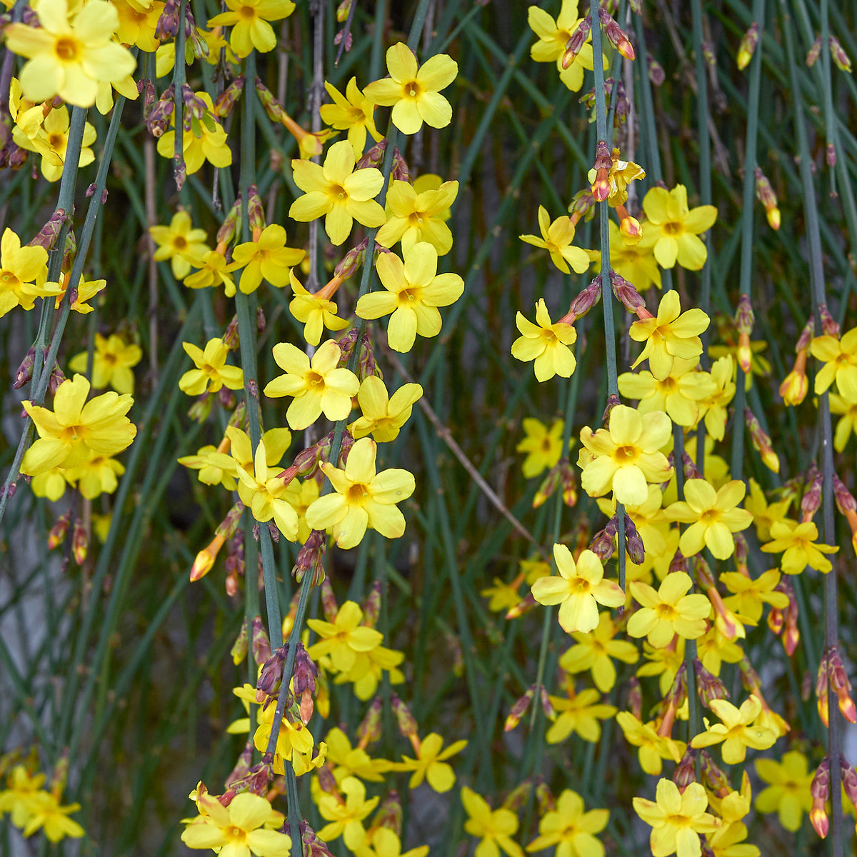 Jasminum nudiflorum - Jasmin d'hiver - Plantes grimpantes