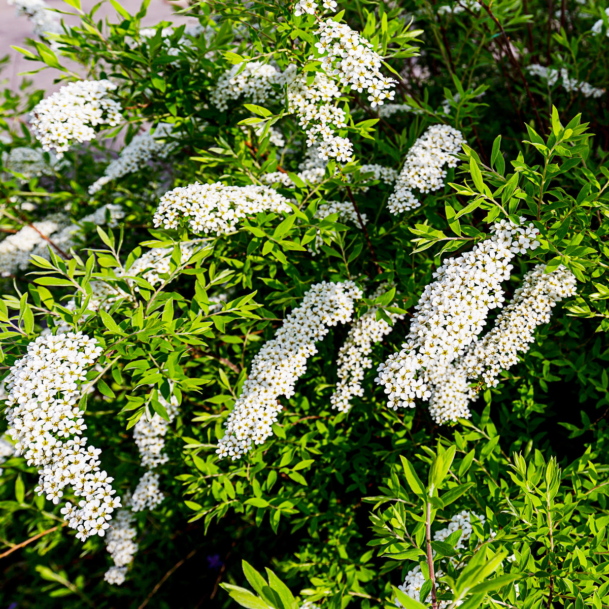 Spiraea cinerea Grefsheim - Spirée 'Grefsheim' - Spirées