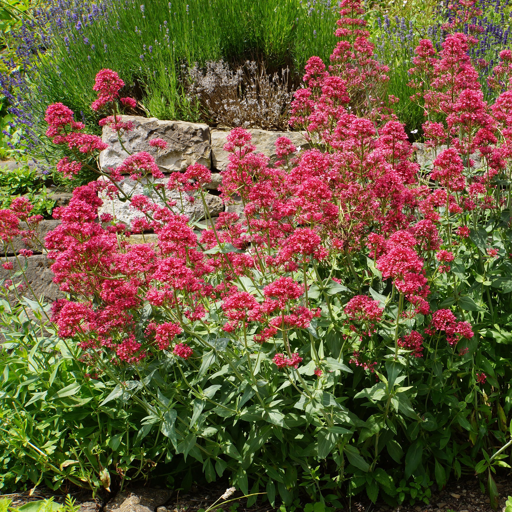 Centranthus ruber coccineus - 3 Valérianes rouges - Plantes vivaces