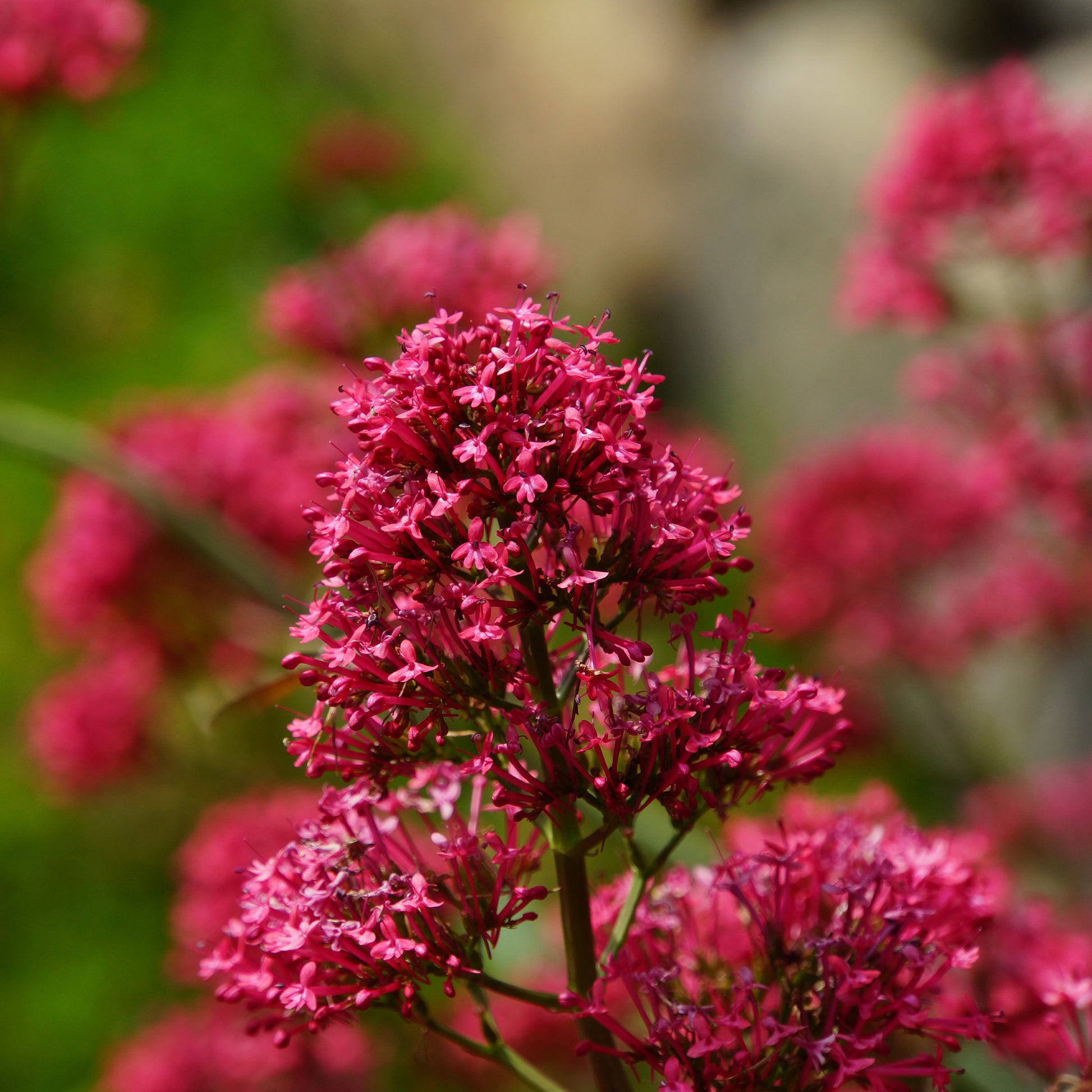 3 Valérianes rouges - Centranthus ruber coccineus - Bakker