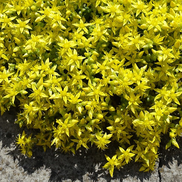 Vente 2 Sedum acre - Poivre des murailles