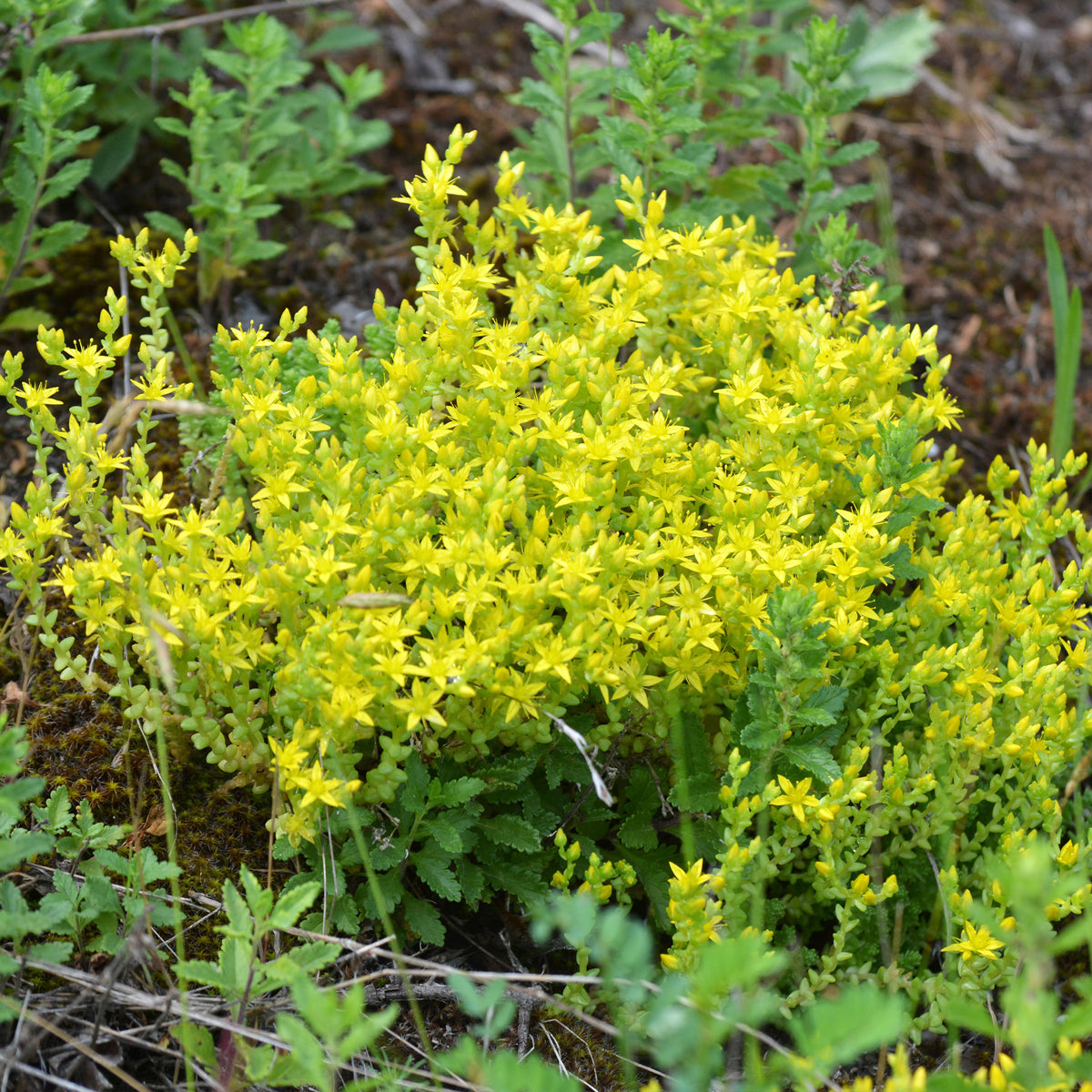 2 Sedum acre - Poivre des murailles - Sedum acre - Bakker