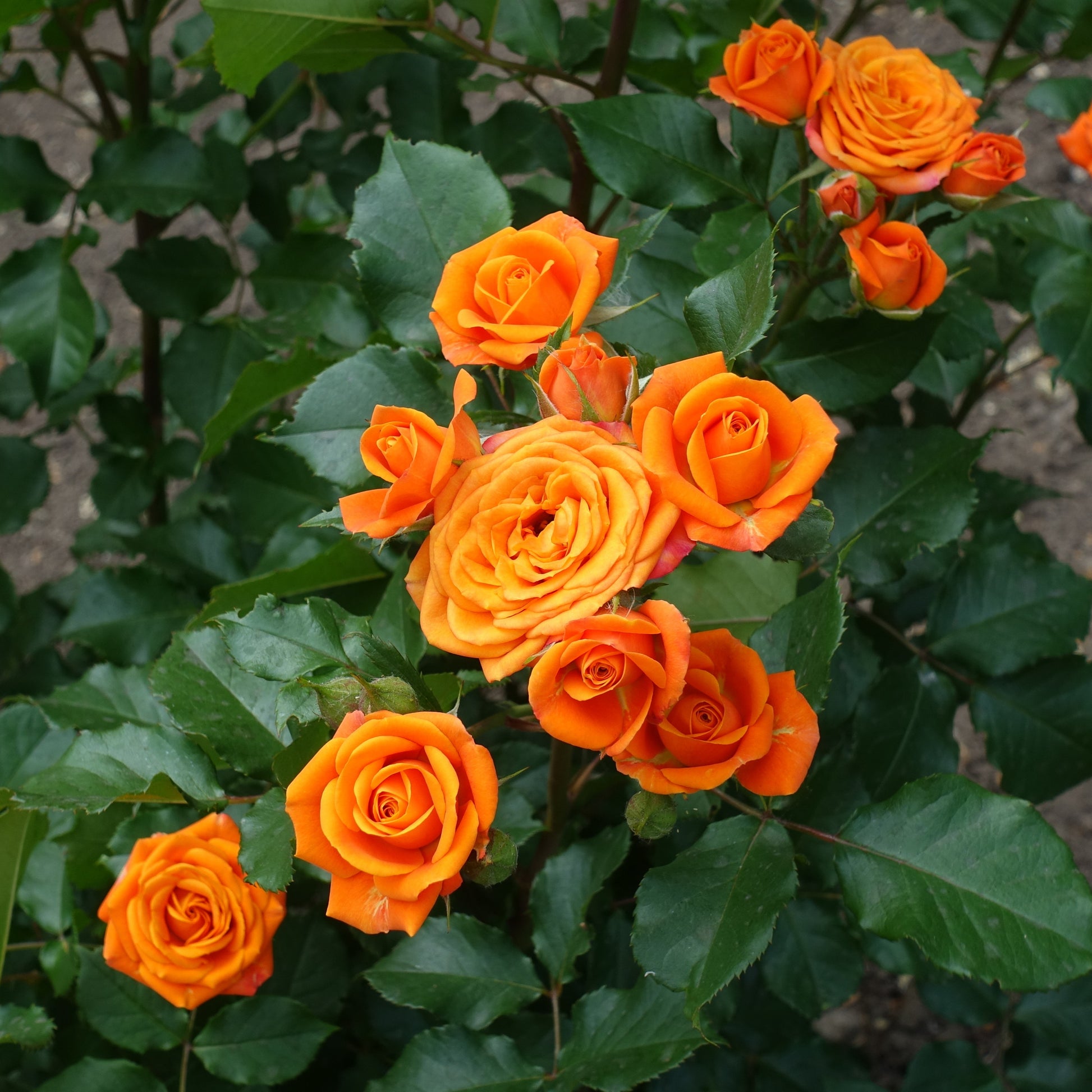 Rosa - Rosier buisson orange - Rosiers - racines nues