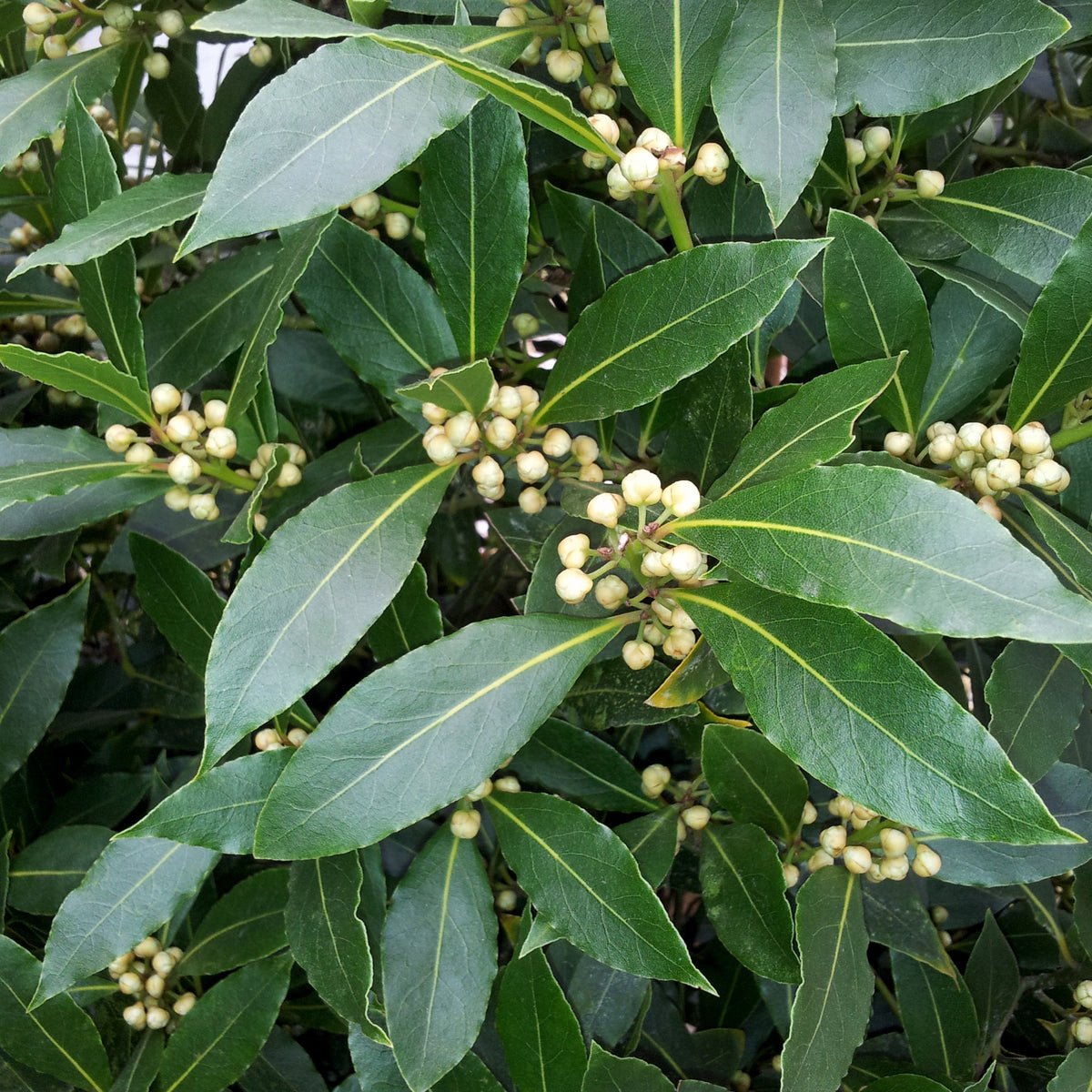 Laurus nobilis - Laurier-sauce - Lauriers - Laurus Nobilis