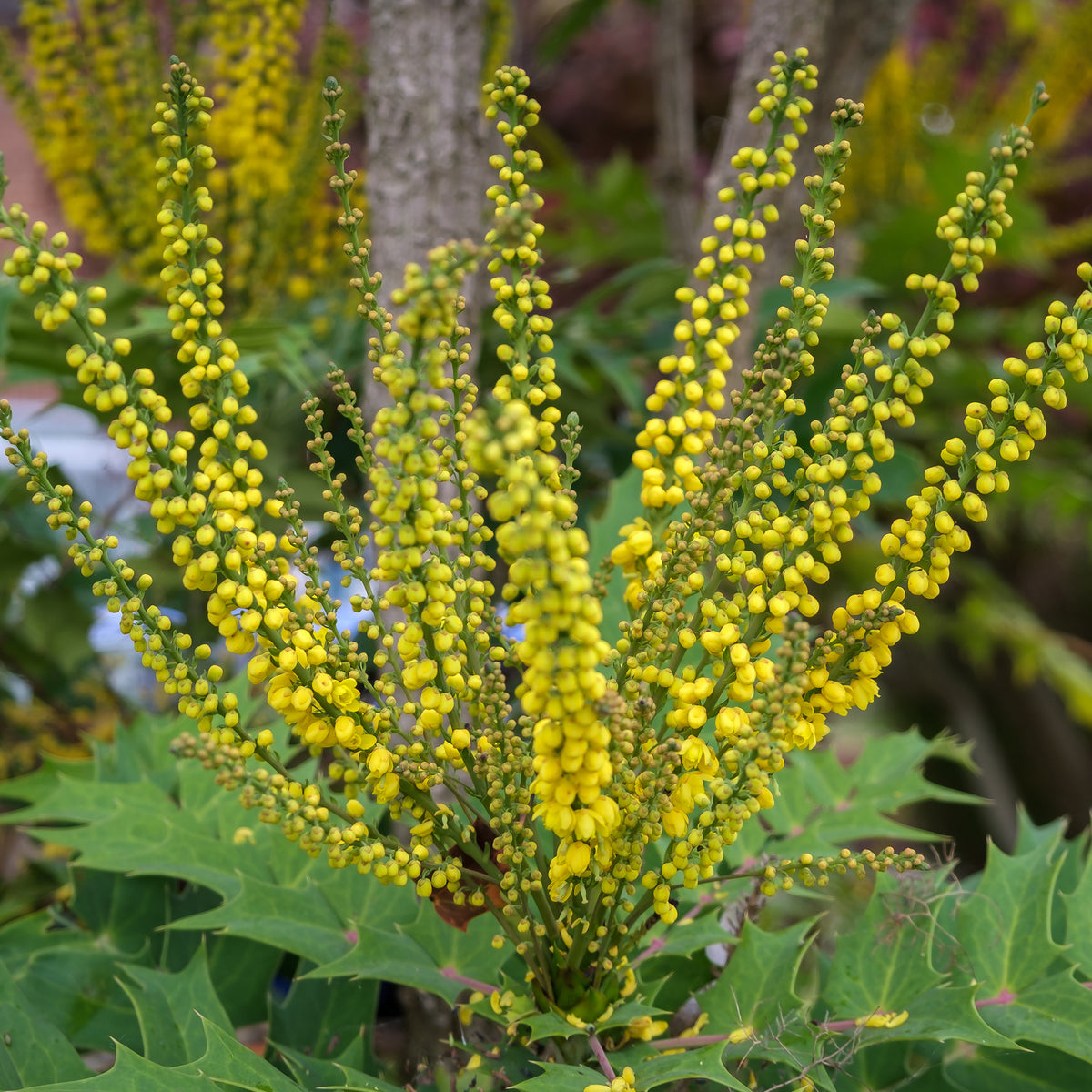Mahonia media Charity - Mahonia Charity - Plantes à feuillage persistant