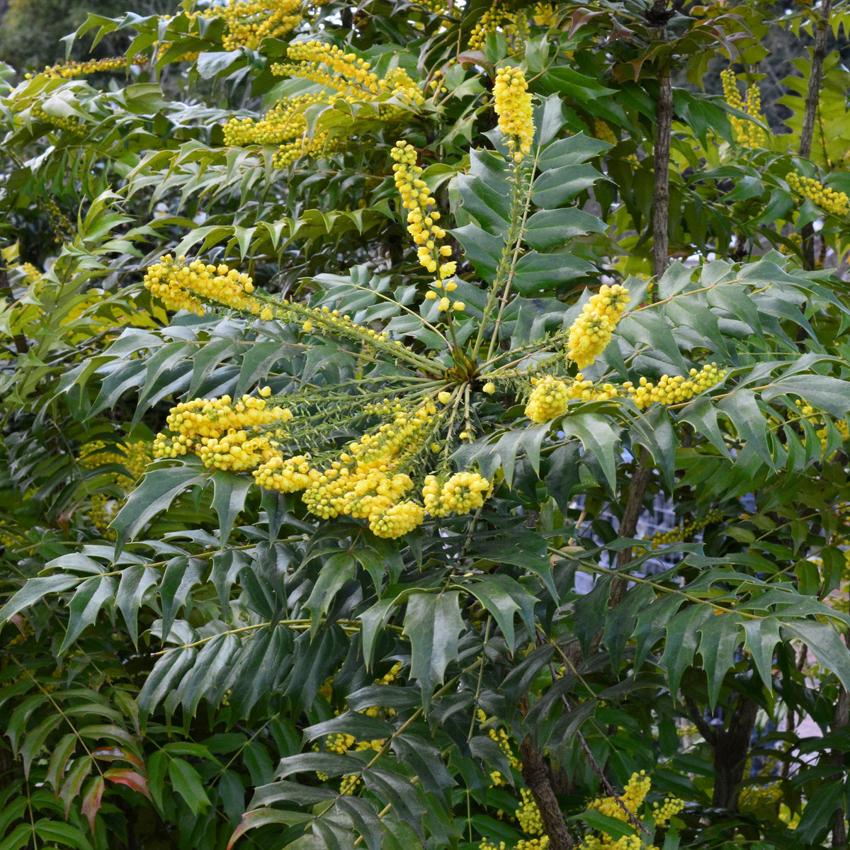 Plantes à feuillage persistant - Mahonia Charity - Mahonia media Charity