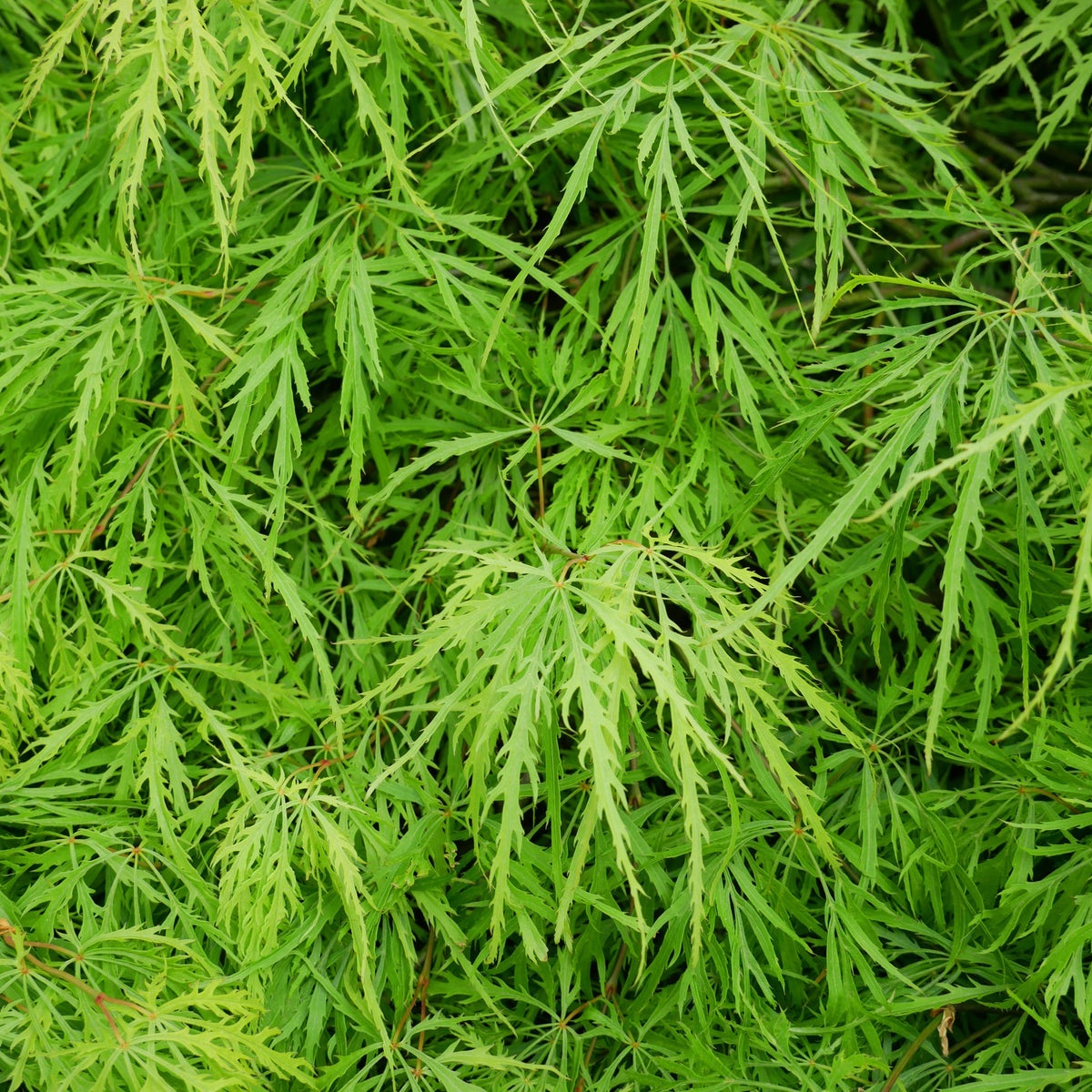 Érable du Japon - Erable japonais 'Emerald Lace' - Acer palmatum emerald lace
