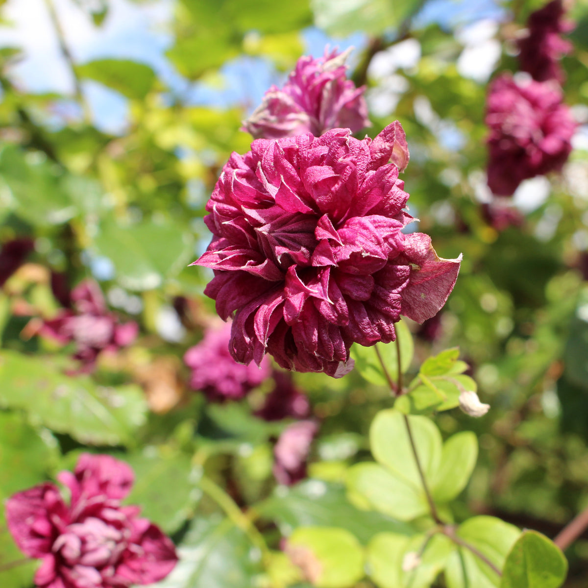 Clématite double pourpre - Clematis viticella Purpurea Plena Elegans - Bakker