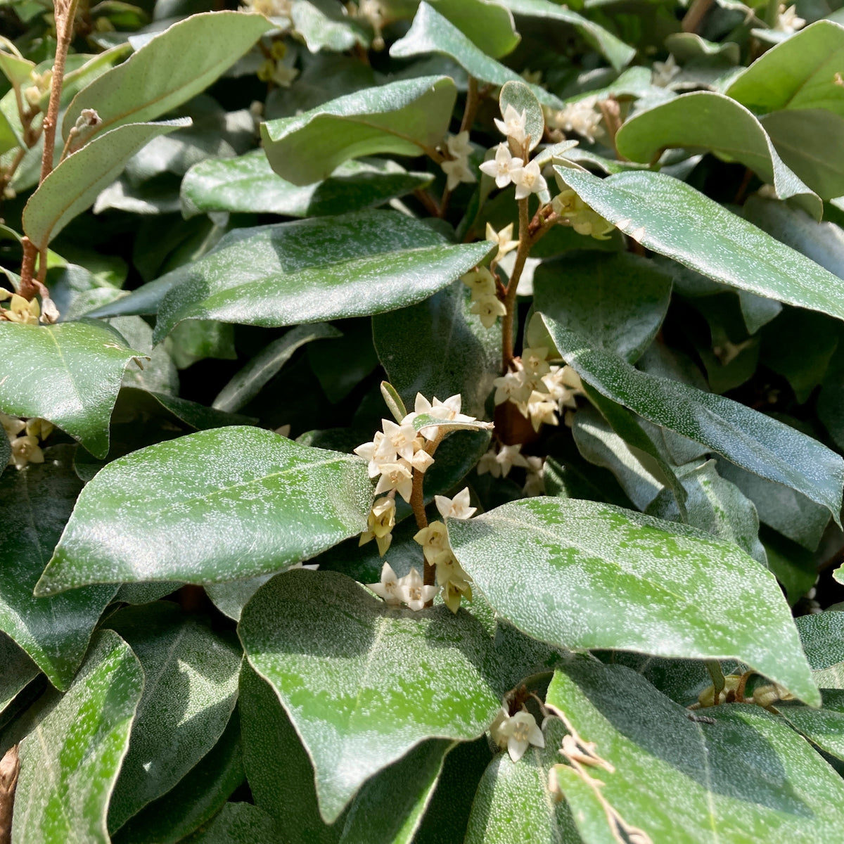 Eléagnus d'Ebbing - Eleagnus ebbingei - Bakker